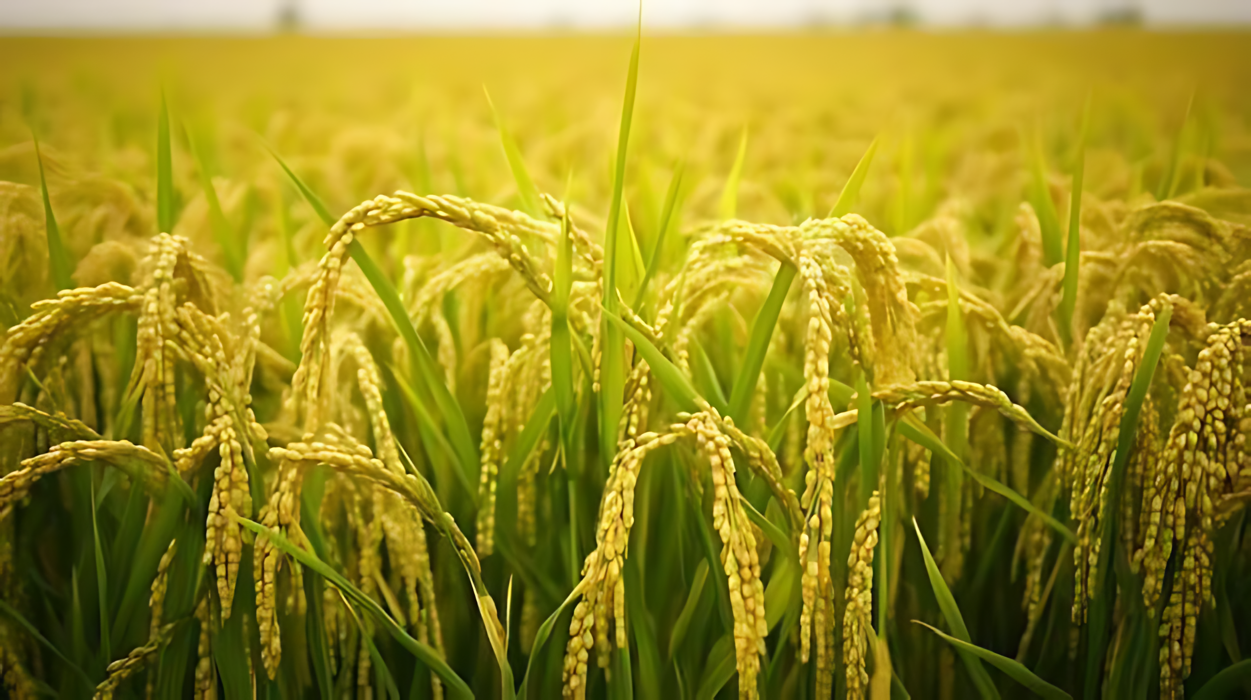 SKK AGRICULTURE